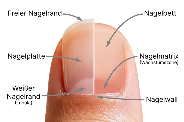 Grafik der Nagelanatomie mit Beschriftungen wie Nagelplatte, Nagelbett und Matrix. Sie veranschaulicht den strukturellen Aufbau des Nagels.